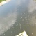 泰蛙