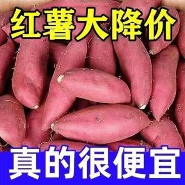西瓜红4两向上的精品，山东邹城市，产地直供。
