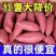 西瓜红4两向上的精品，山东邹城市，产地直供。