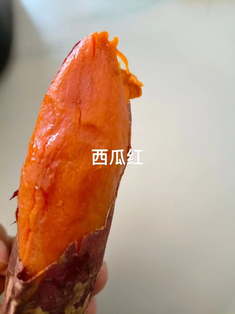 西瓜红4两向上的精品，山东邹城市，产地直供。