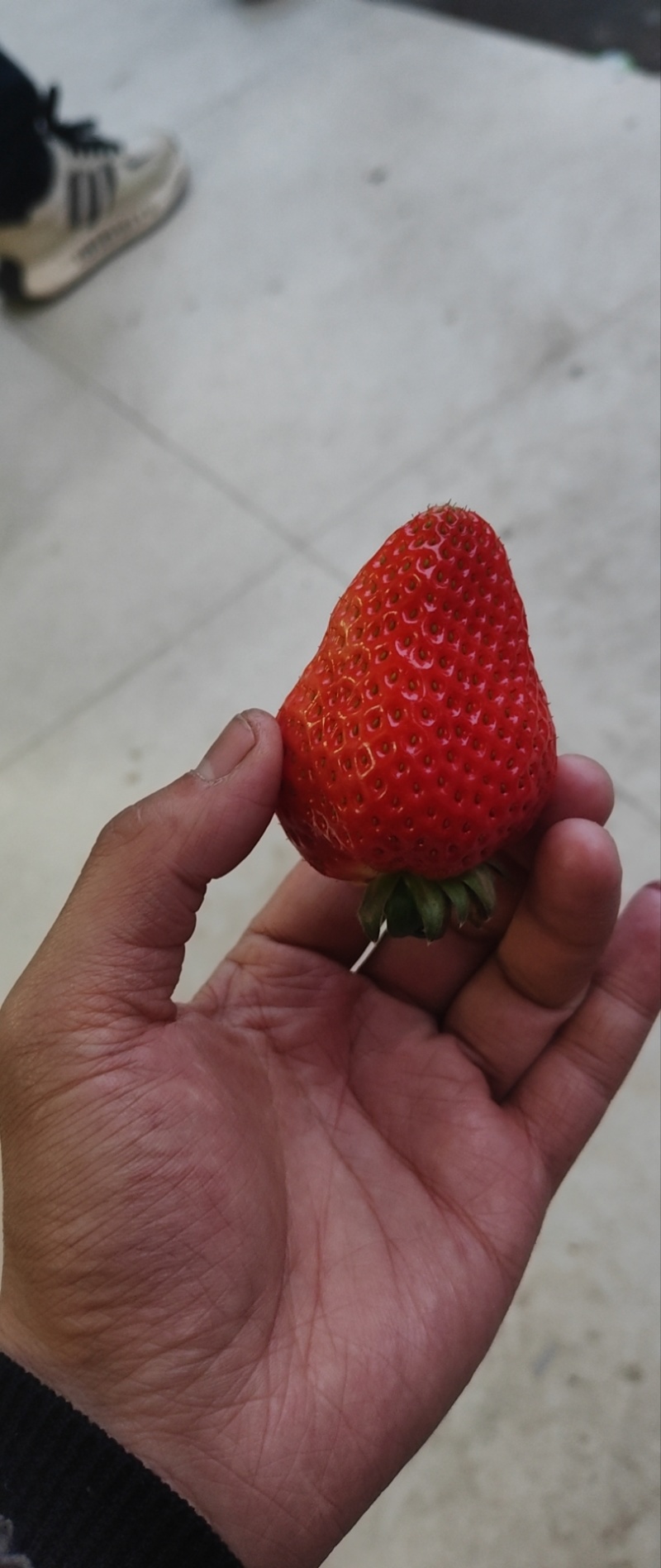 大量供应草莓，宁玉，妙香，隋珠，甜宝等。