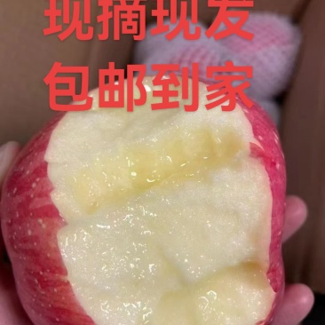 甘肃天水红富士