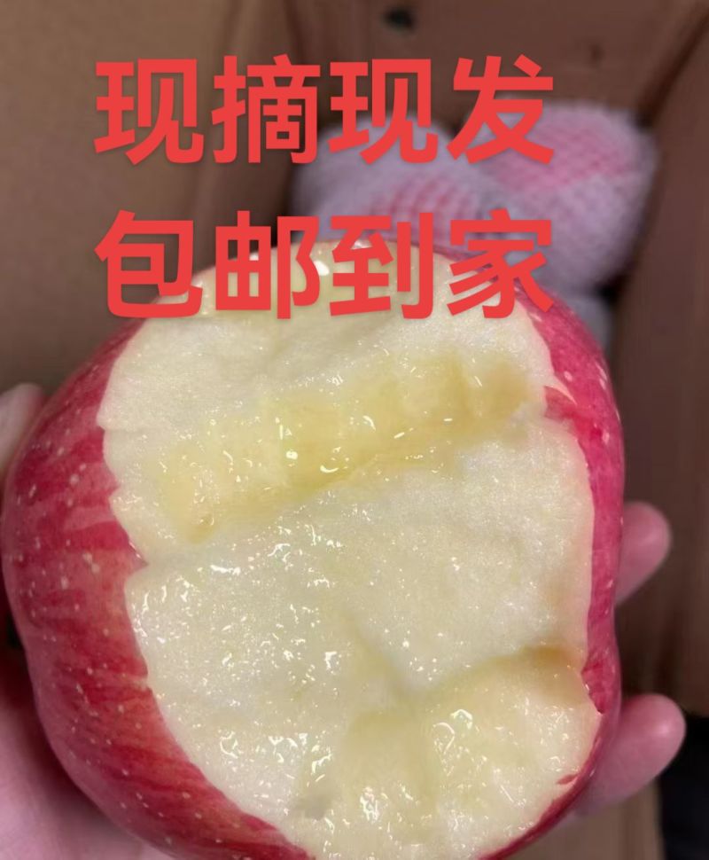 甘肃天水红富士