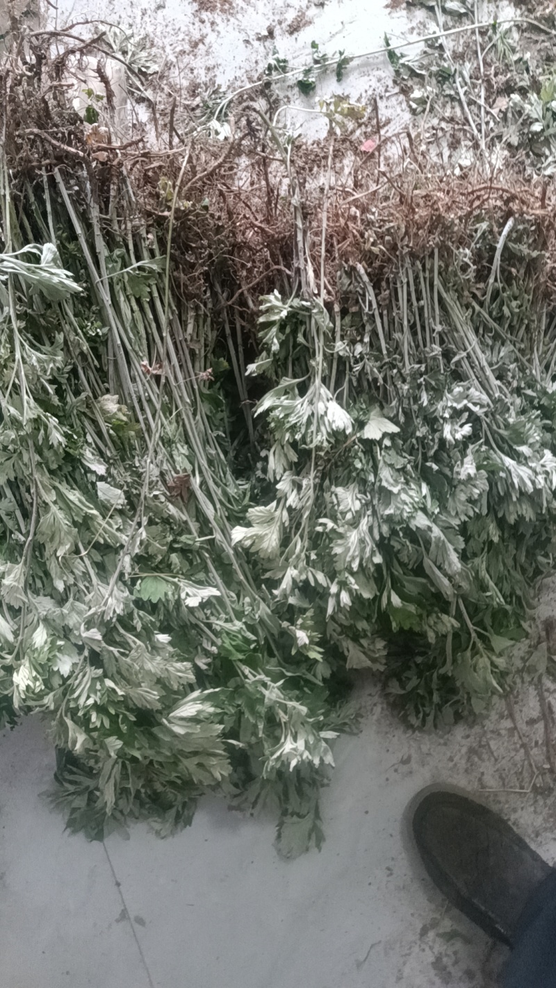 河南南阳艾端午节艾苗大量供应全过程技术指导