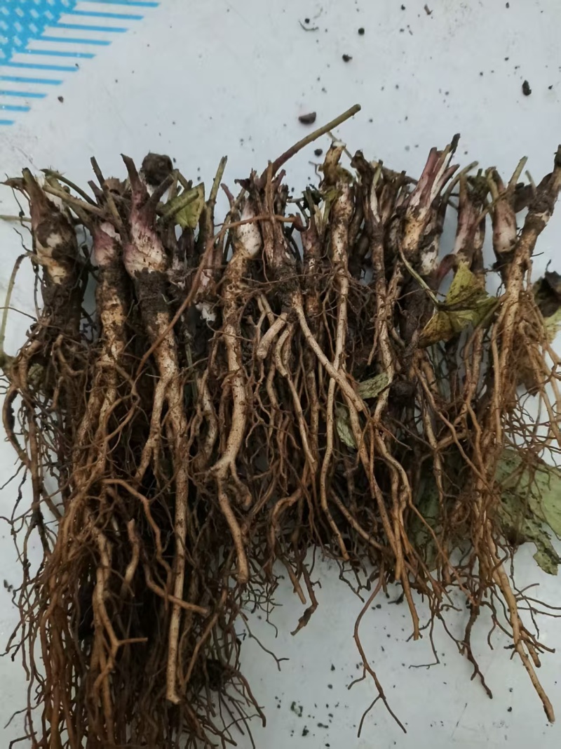 白头翁种苗，5000棵起批，可享受阶梯价格，赿多赿便宜