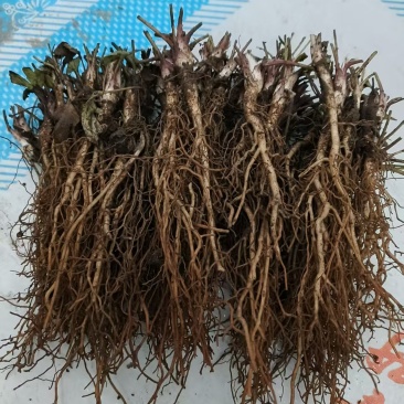 白头翁种苗，5000棵起批，可享受阶梯价格，赿多赿便宜