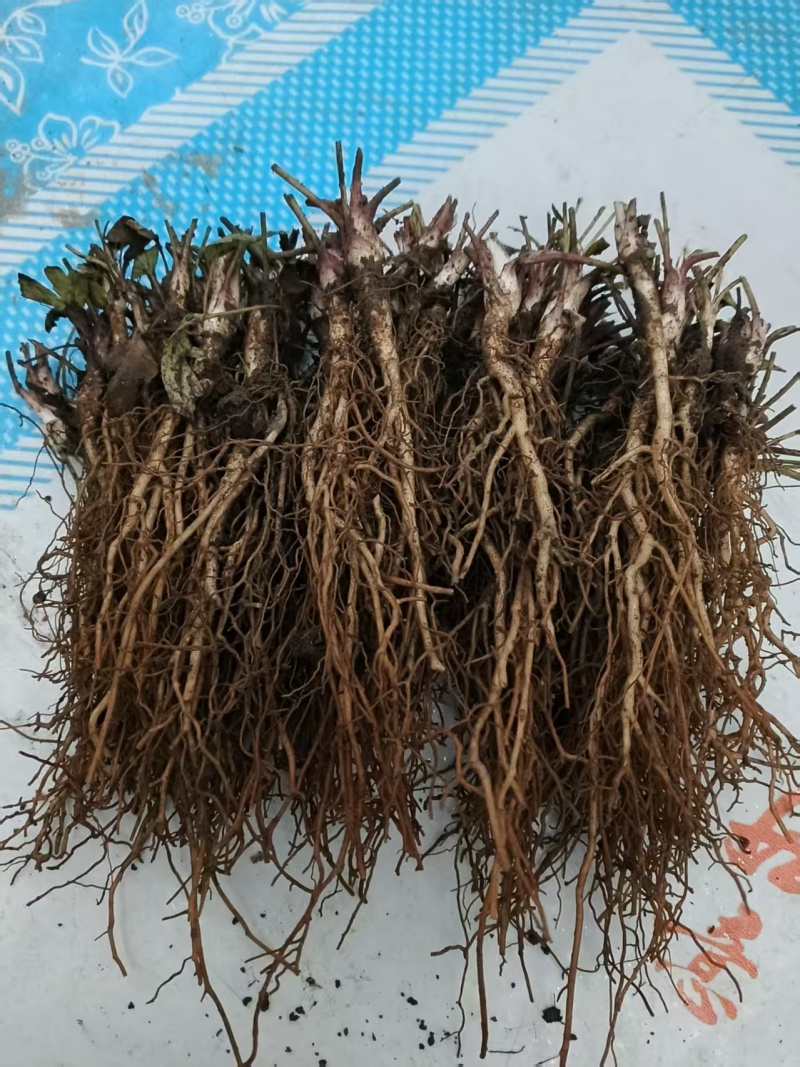 白头翁种苗，5000棵起批，可享受阶梯价格，赿多赿便宜