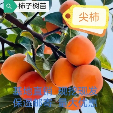 尖柿树苗基地发货现挖现发保湿邮寄包对版
