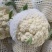 花菜松花实花产地批发价货源充产地视频看货量大从优