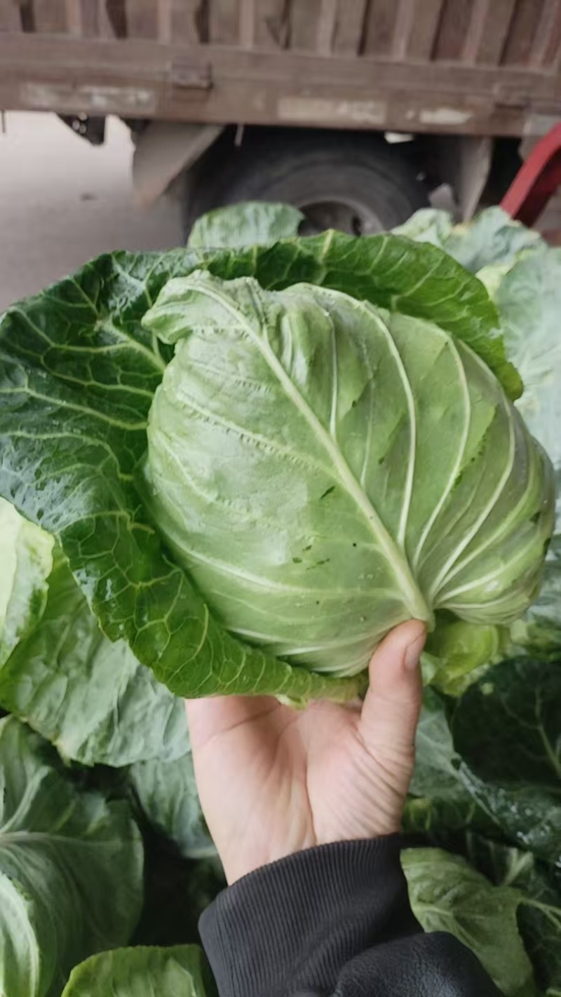 牛心头大量上市产地批发支持视频看货价格美丽欢迎选购