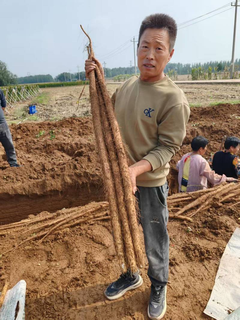 正宗河北铁棍山药。条形好有长度。欢迎各位老板来。价钱美丽
