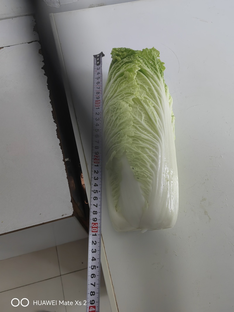 优质黄心白菜，正式上市啦欢迎广大客户来订购！