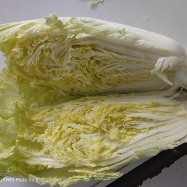 优质黄心白菜，正式上市啦欢迎广大客户来订购！