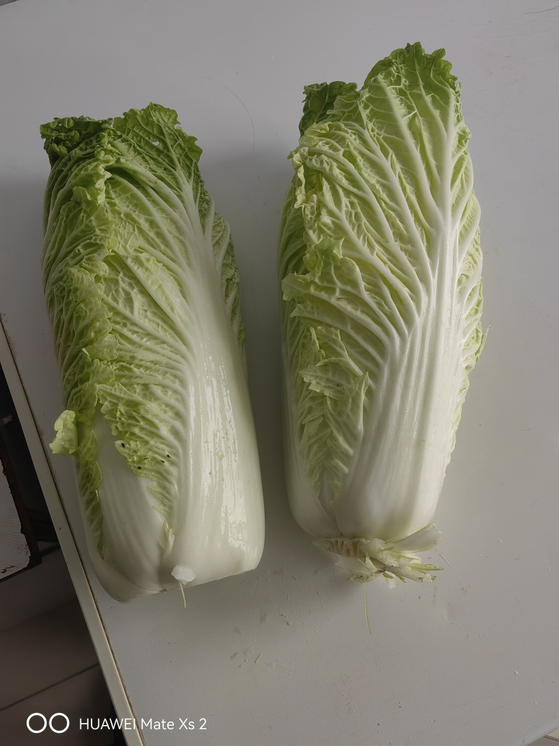 优质黄心白菜，正式上市啦欢迎广大客户来订购！