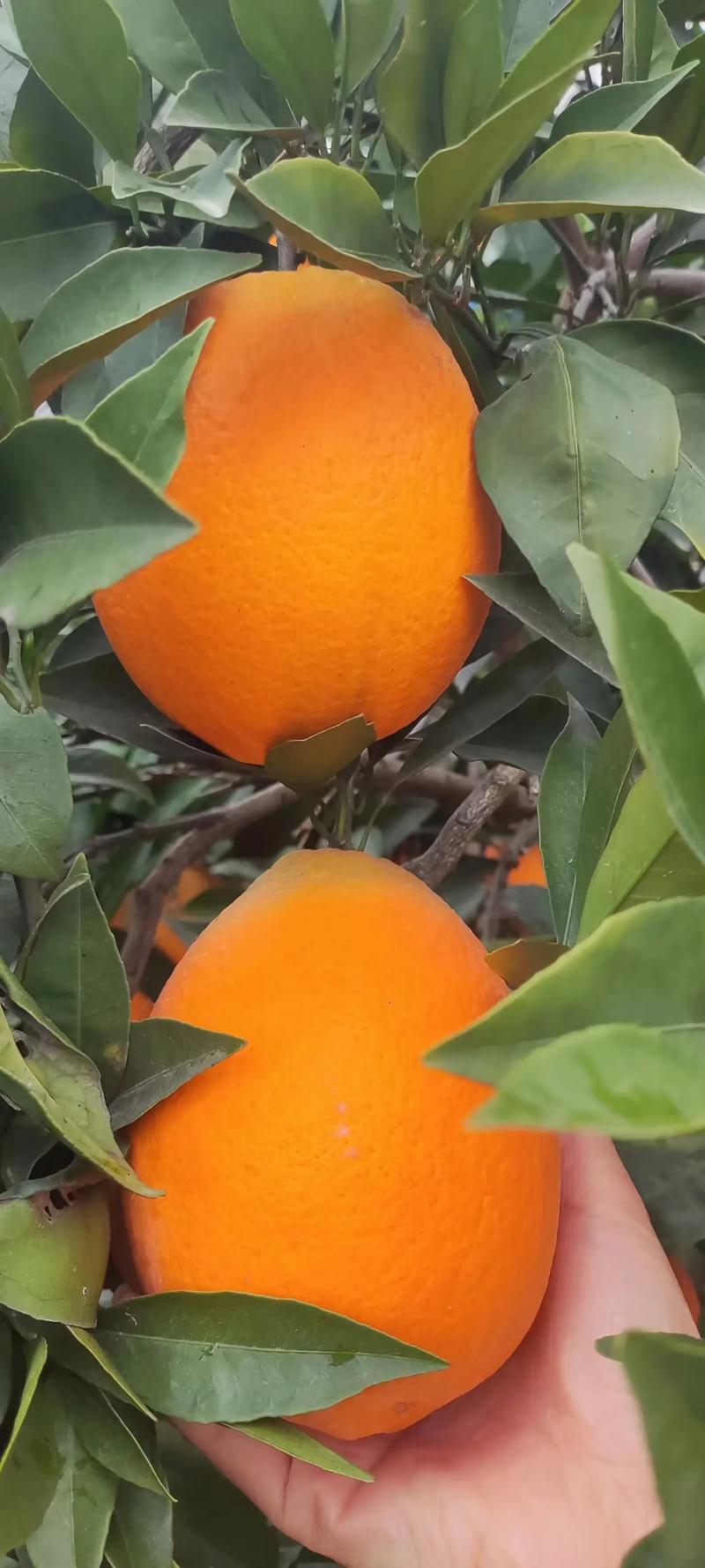 有籽沃柑苗