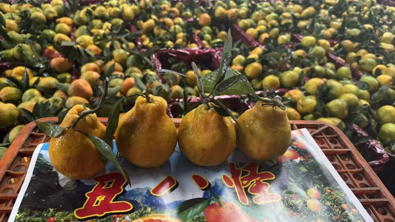 蜜橘，国庆一号早熟蜜橘，高山蜜橘，，无籽细皮，甜蜜多汁