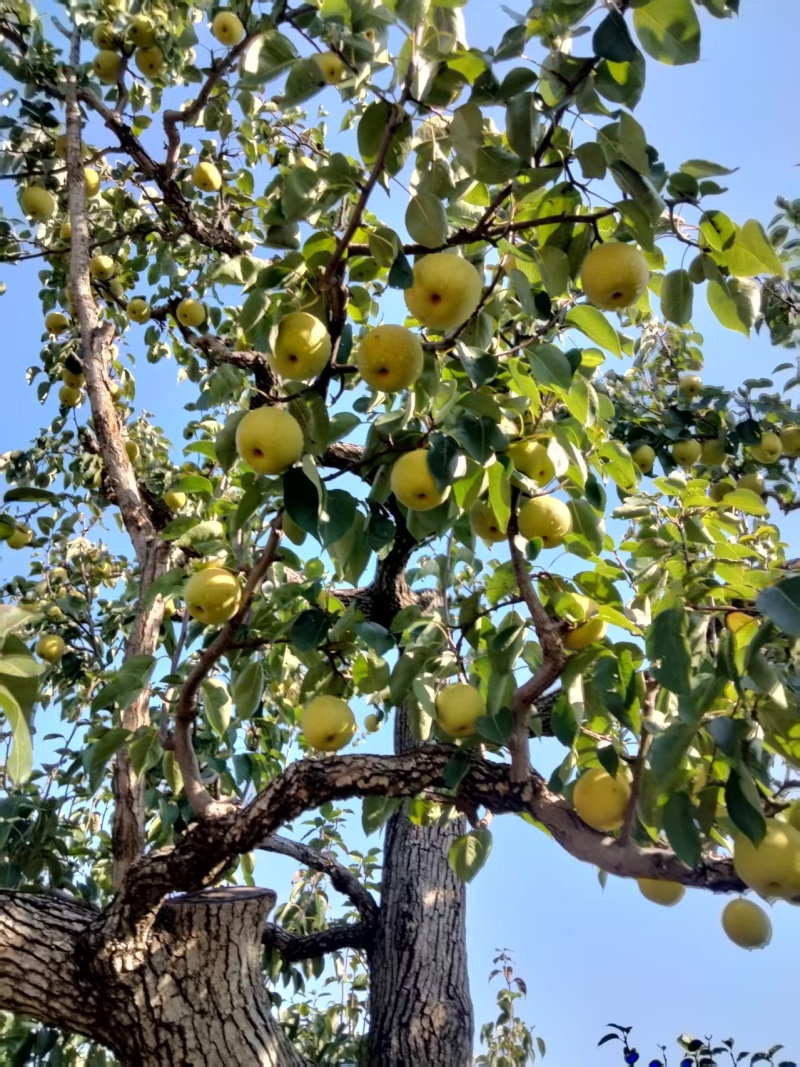 绥中特产大白梨！一定要电话联系！一定要电话联系