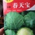 甘蓝苗圆球形甘蓝苗，牛心甘蓝苗，早熟耐热，适应性强