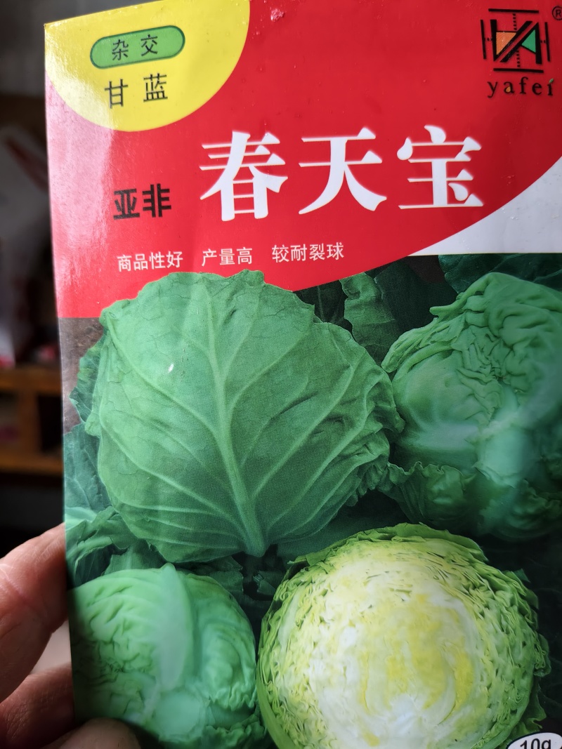 甘蓝苗圆球形甘蓝苗，牛心甘蓝苗，早熟耐热，适应性强
