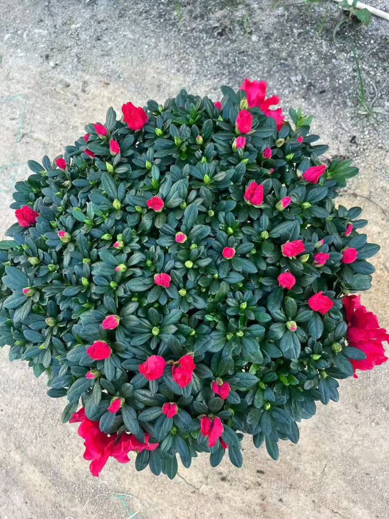 比利时杜鹃杨梅红年货花冠幅55-60公分