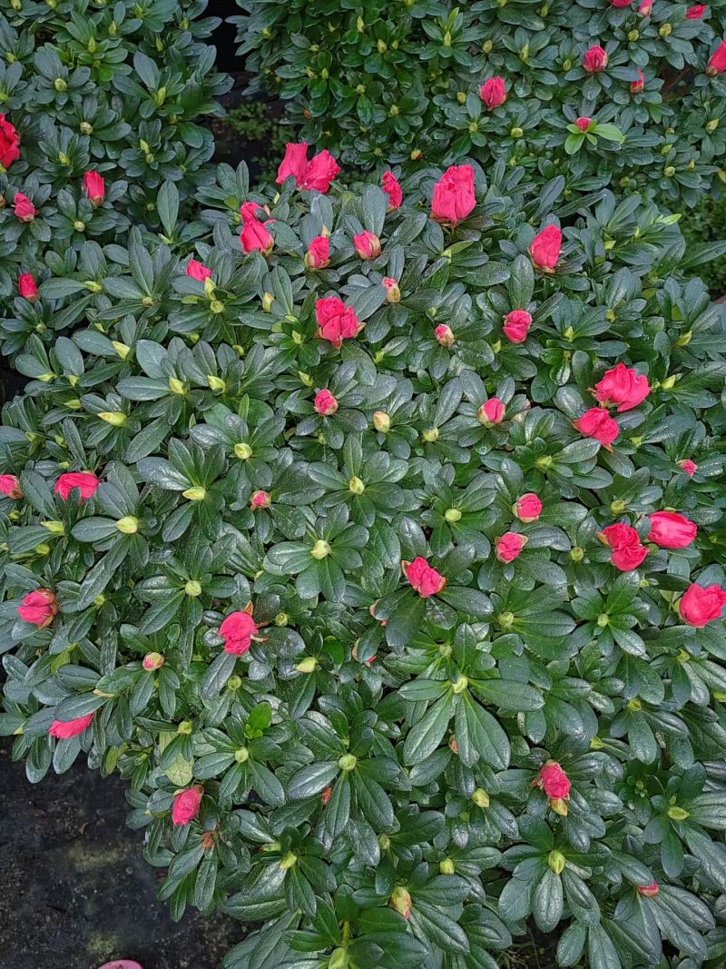 比利时杜鹃杨梅红年货花冠幅55-60公分