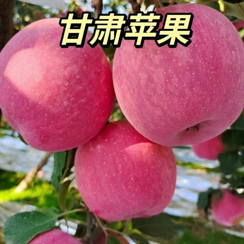 1.【哲哥严选】甘肃庆阳自家苹果，脆甜爆汁一口沦陷！