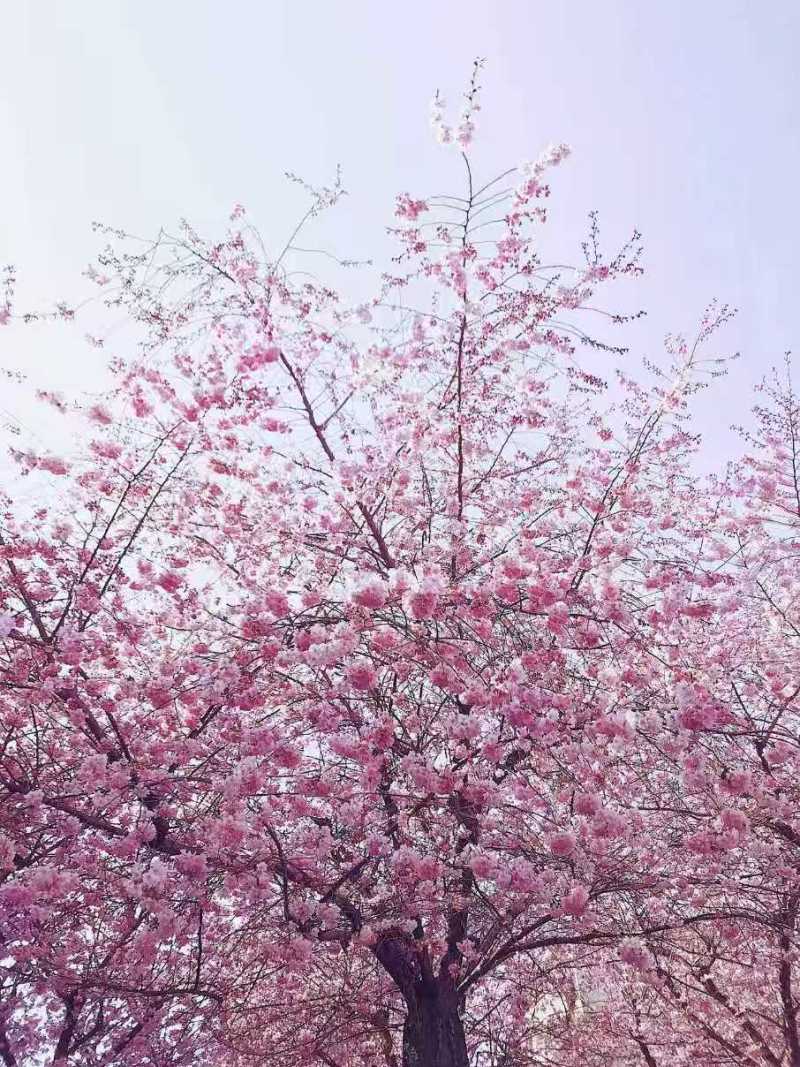 樱花