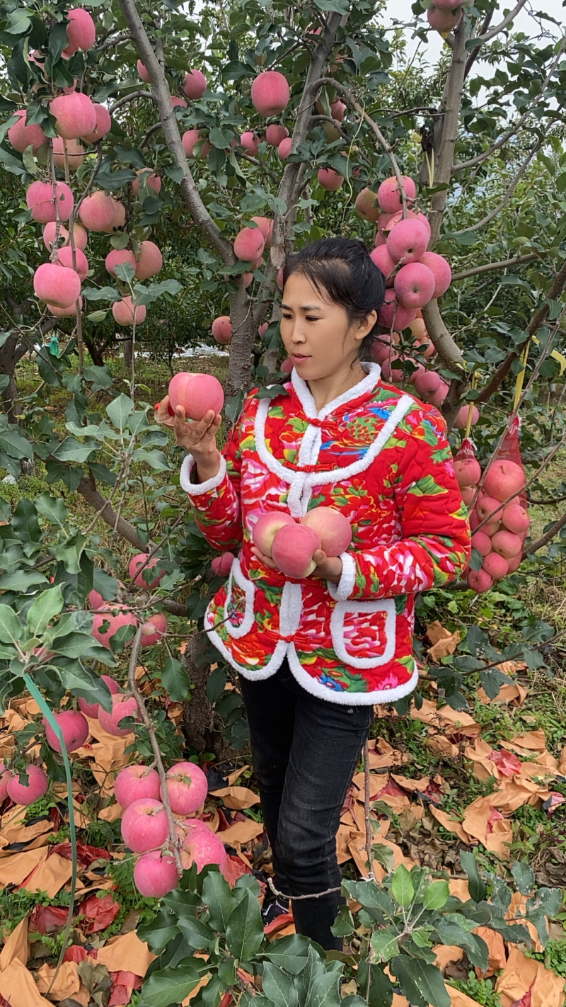 绥中特产红富士苹果！一定电话联系！专业的管理技术抢占市场