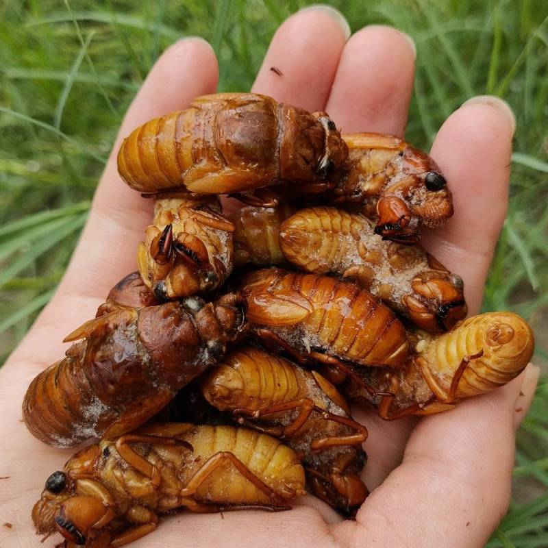 竹蝉，味道鲜美，适合油炸，铁板，