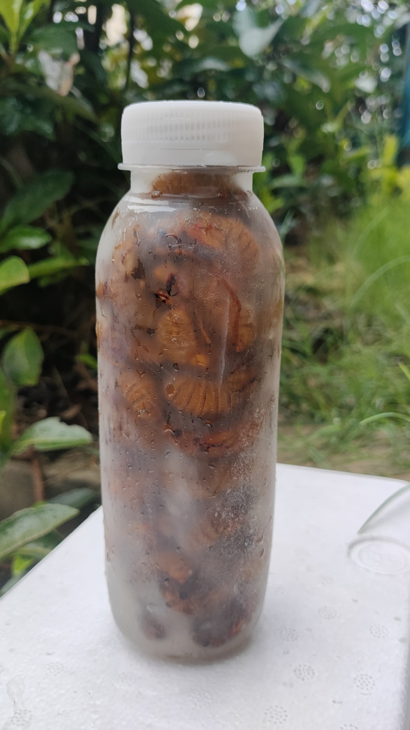 竹蝉，味道鲜美，适合油炸，铁板，