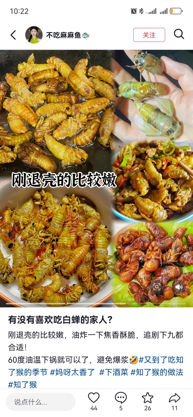 竹蝉，味道鲜美，适合油炸，铁板，