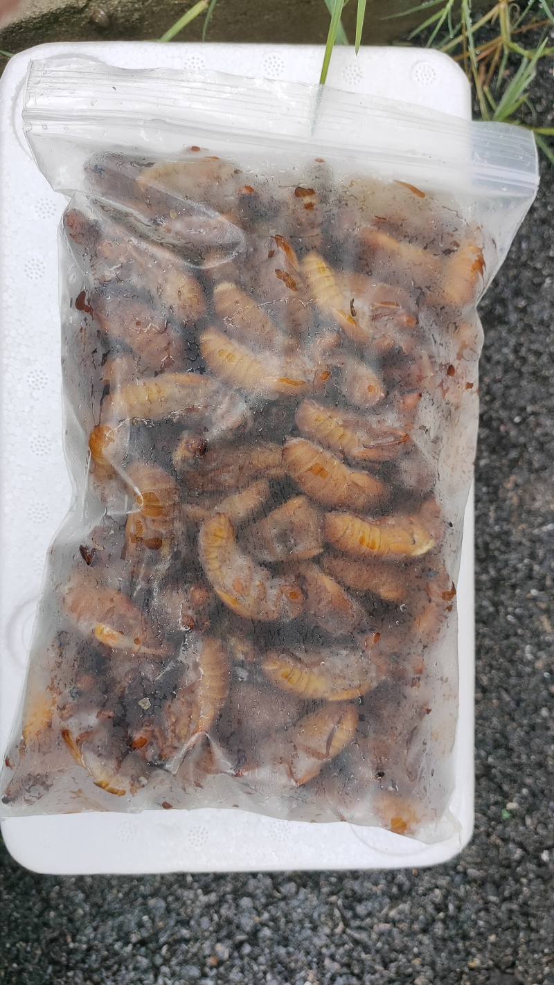 竹蝉，味道鲜美，适合油炸，铁板，