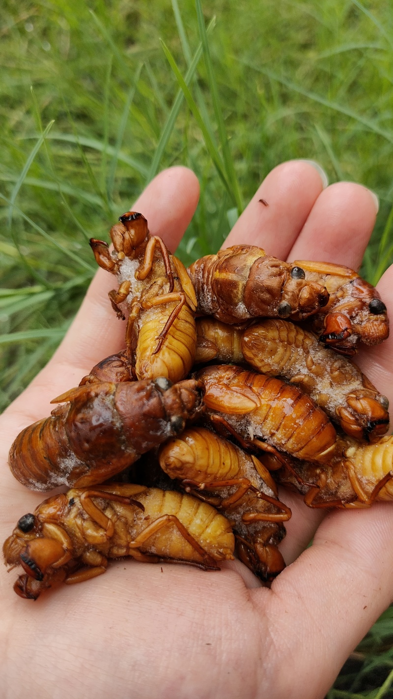 竹蝉，味道鲜美，适合油炸，铁板，