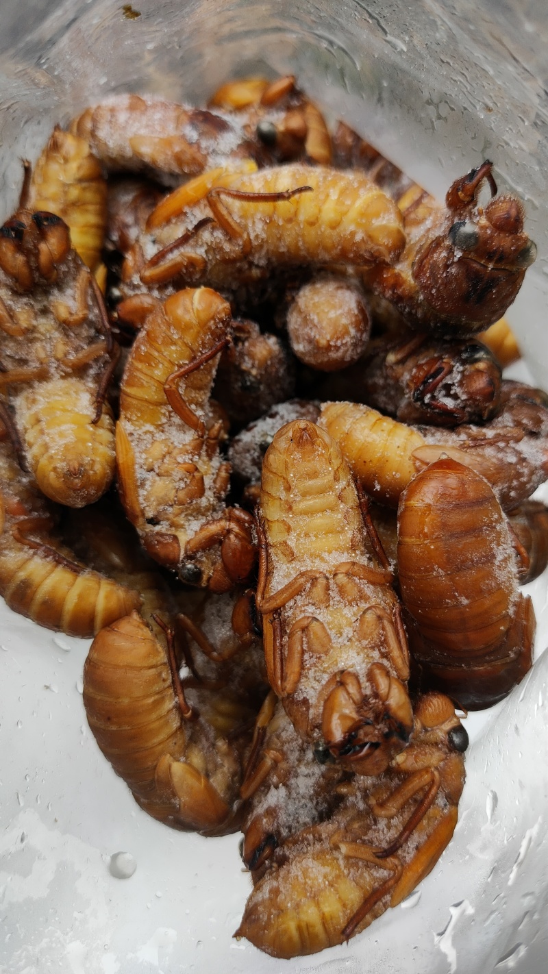 竹蝉，味道鲜美，适合油炸，铁板，
