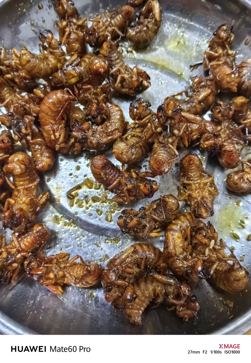 竹蝉，味道鲜美，适合油炸，铁板，