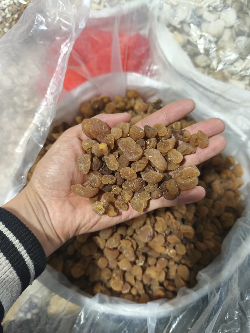 新货土贝母土贝草贝大贝母贝母规格齐全