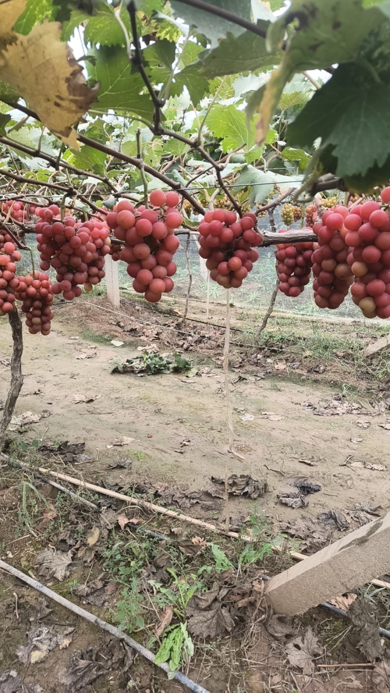雨棚妮娜最后冲刺，
