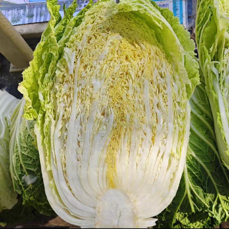 黄心白菜湖北白菜产地一手货源对接全国视频看货