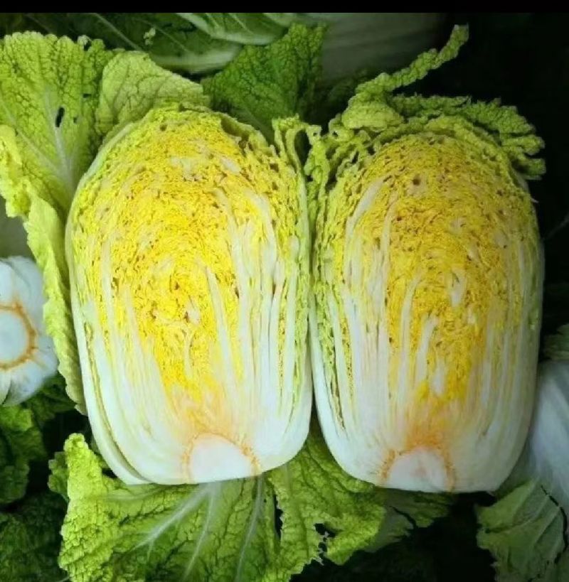 黄心白菜湖北白菜产地一手货源对接全国视频看货