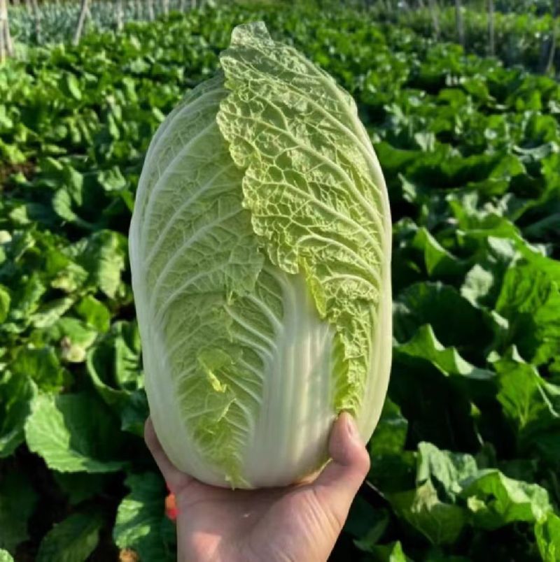 黄心白菜湖北白菜产地一手货源对接全国视频看货