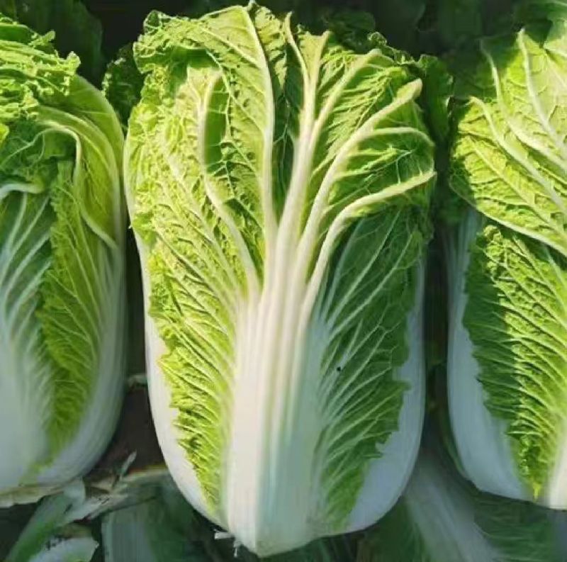 黄心白菜湖北白菜产地一手货源对接全国视频看货
