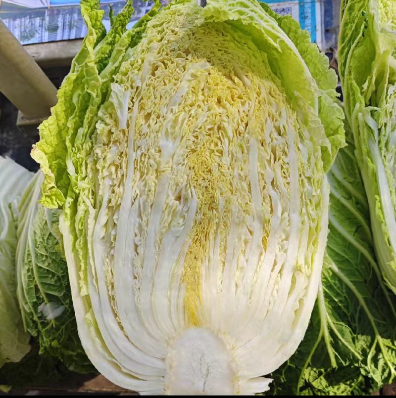 黄心白菜湖北白菜产地一手货源对接全国视频看货