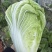 黄心白菜湖北白菜产地一手货源对接全国视频看货