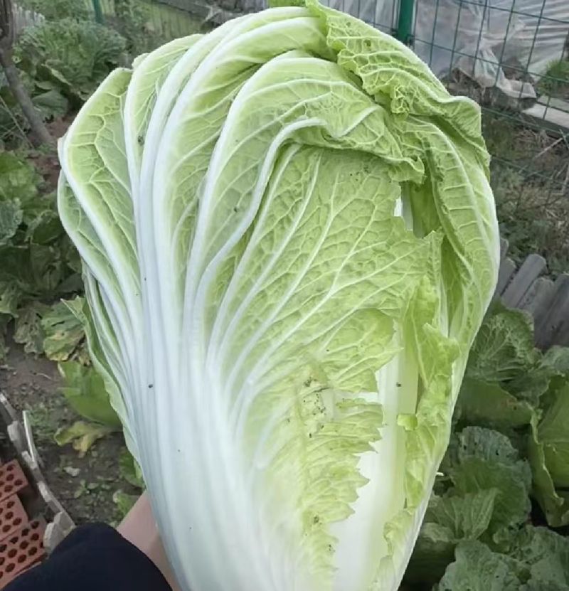 黄心白菜湖北白菜产地一手货源对接全国视频看货