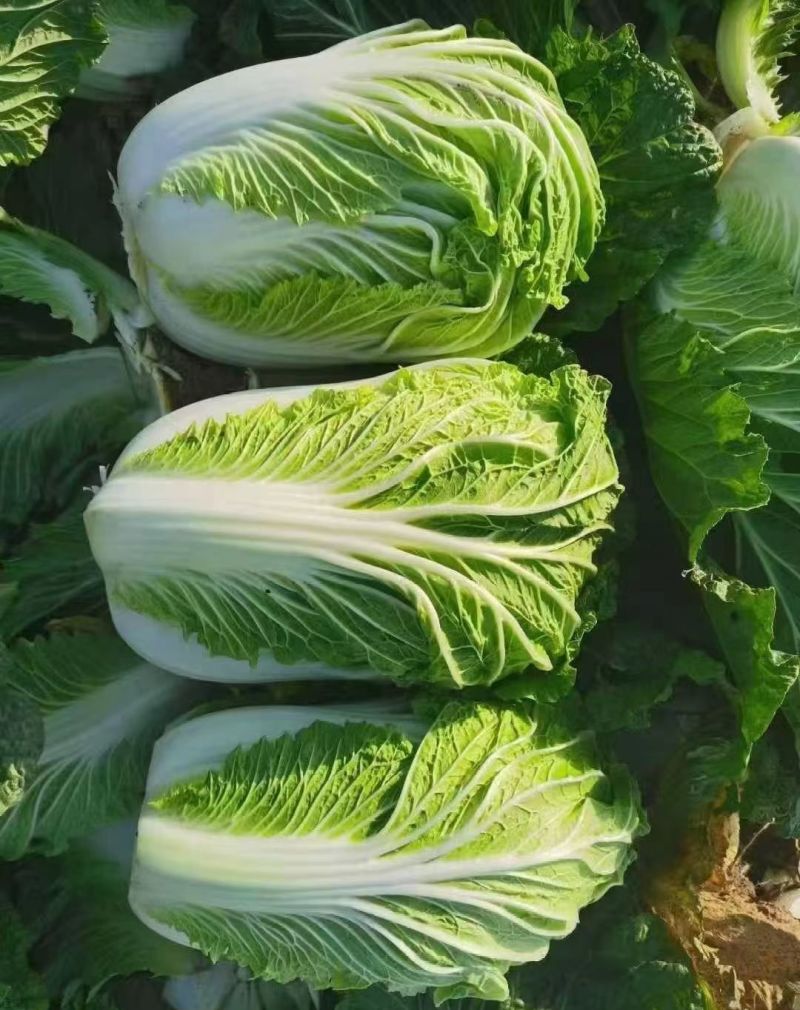 黄心白菜湖北白菜产地一手货源对接全国视频看货