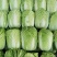 黄心白菜湖北白菜产地一手货源对接全国视频看货