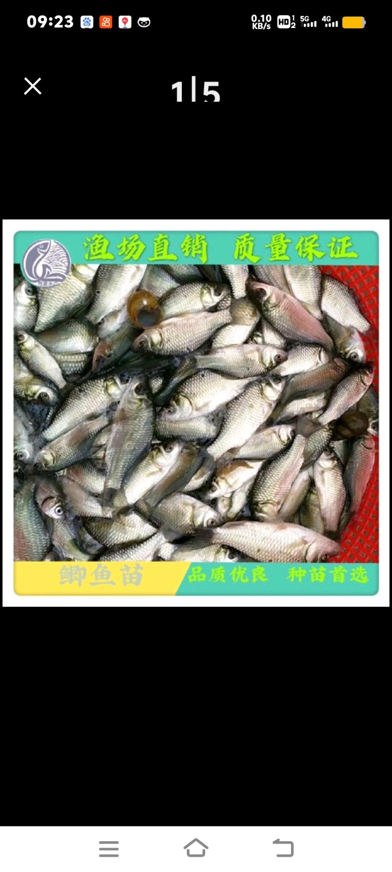 高品质武昌鱼苗、又名鳊鱼