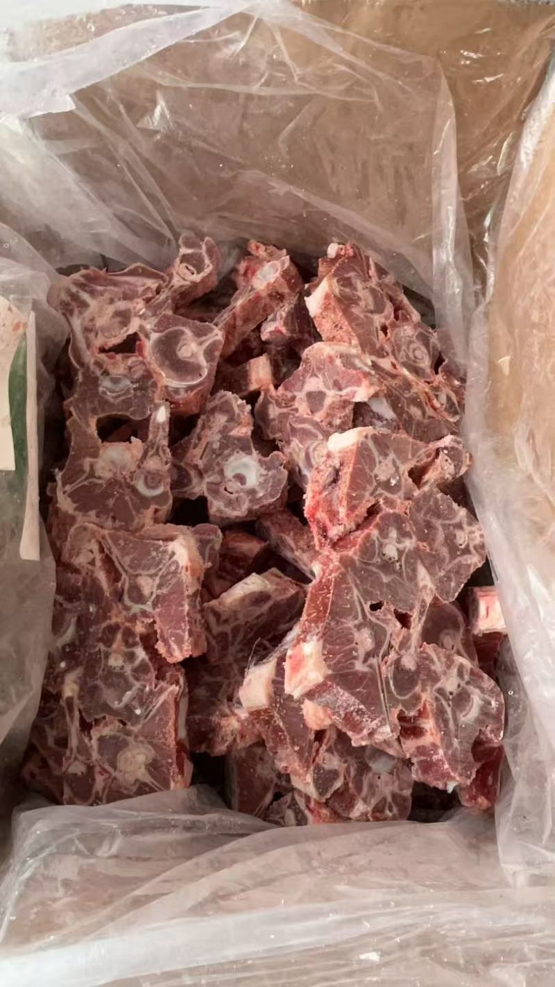 甘肃滩羊羊蝎子