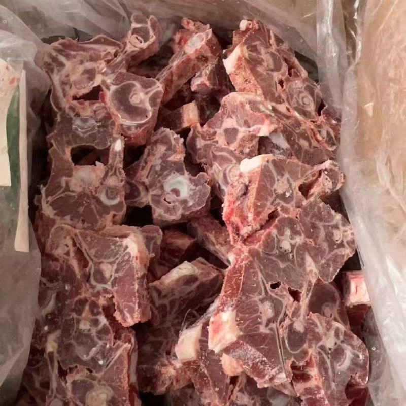 甘肃滩羊羊蝎子