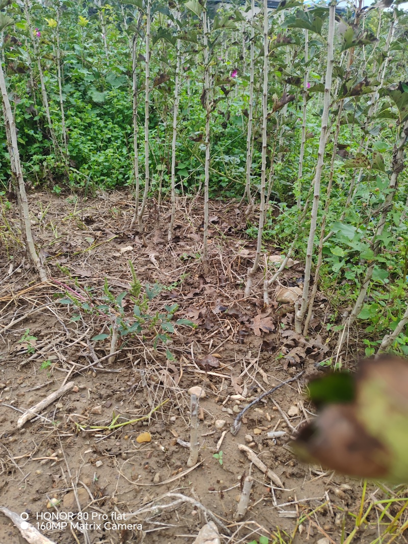 山楂树苗